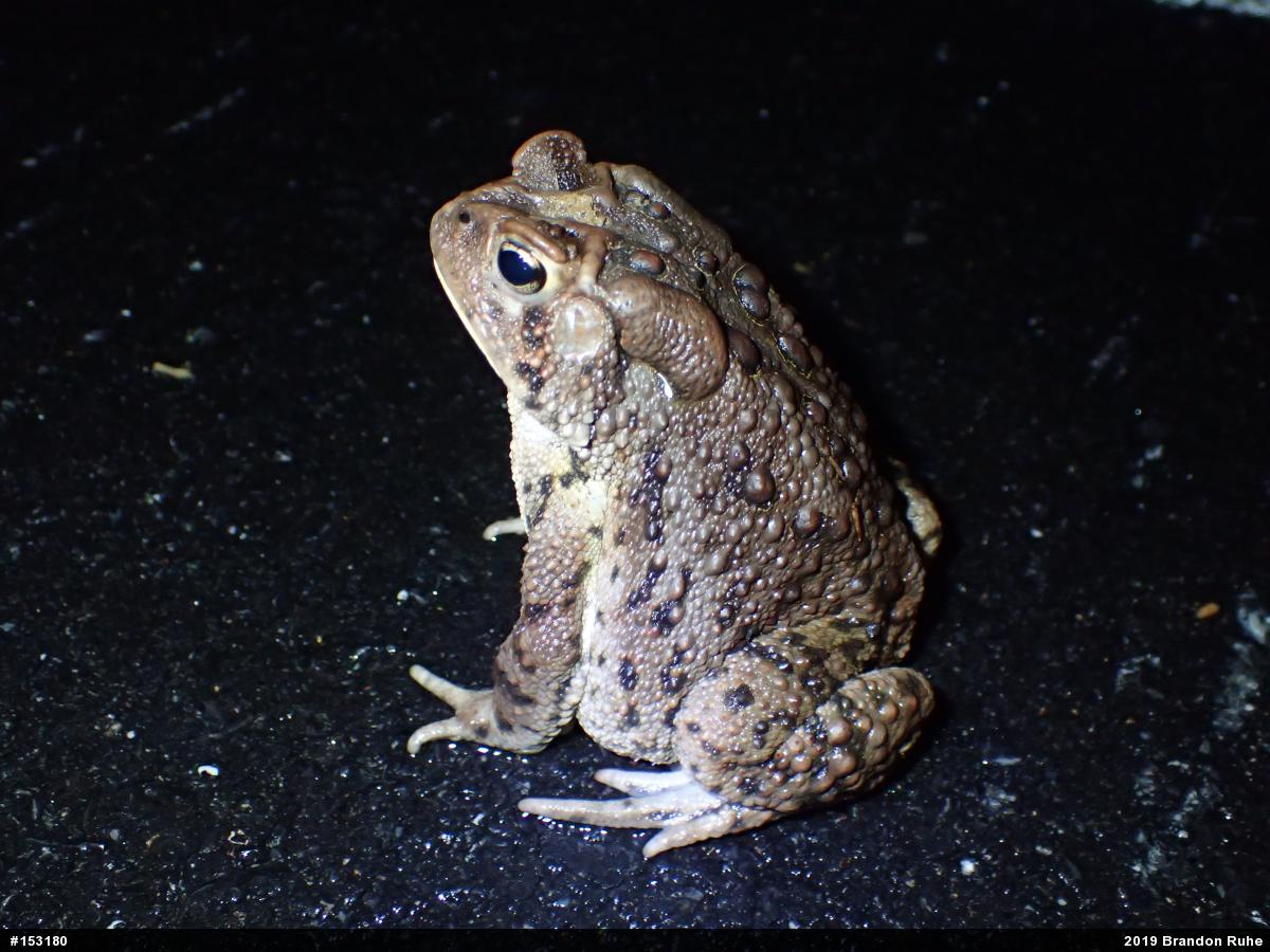 Eastern American Toad