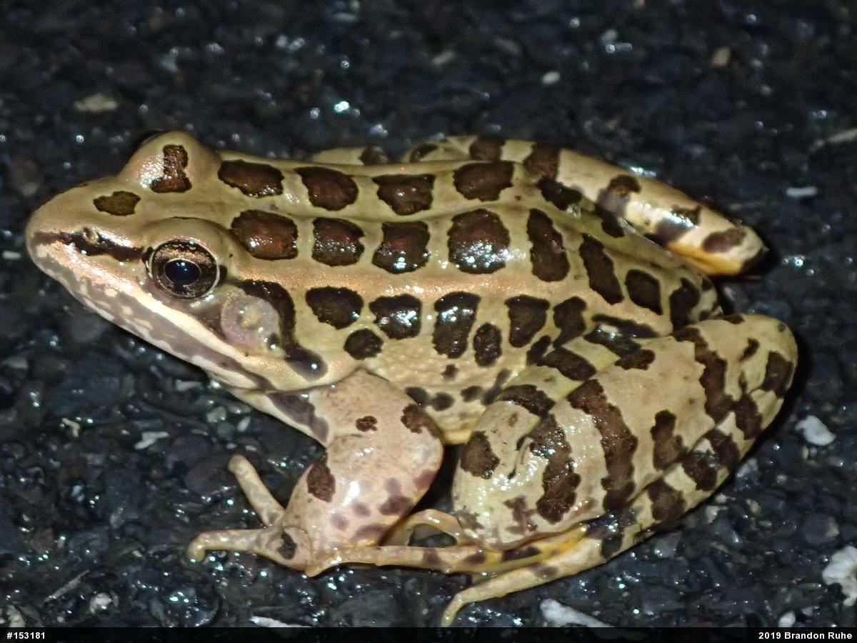 Pickerel Frog