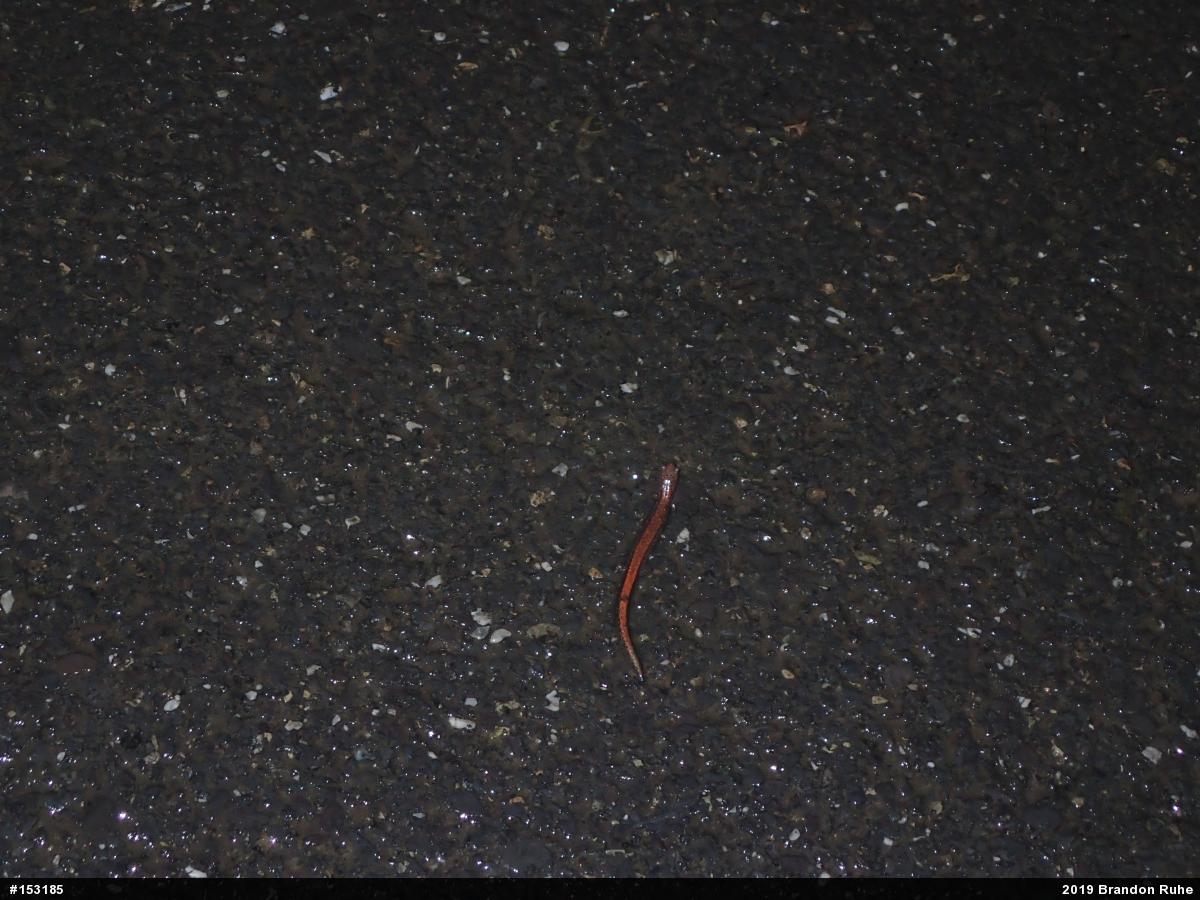 Eastern Red-backed  Salamander