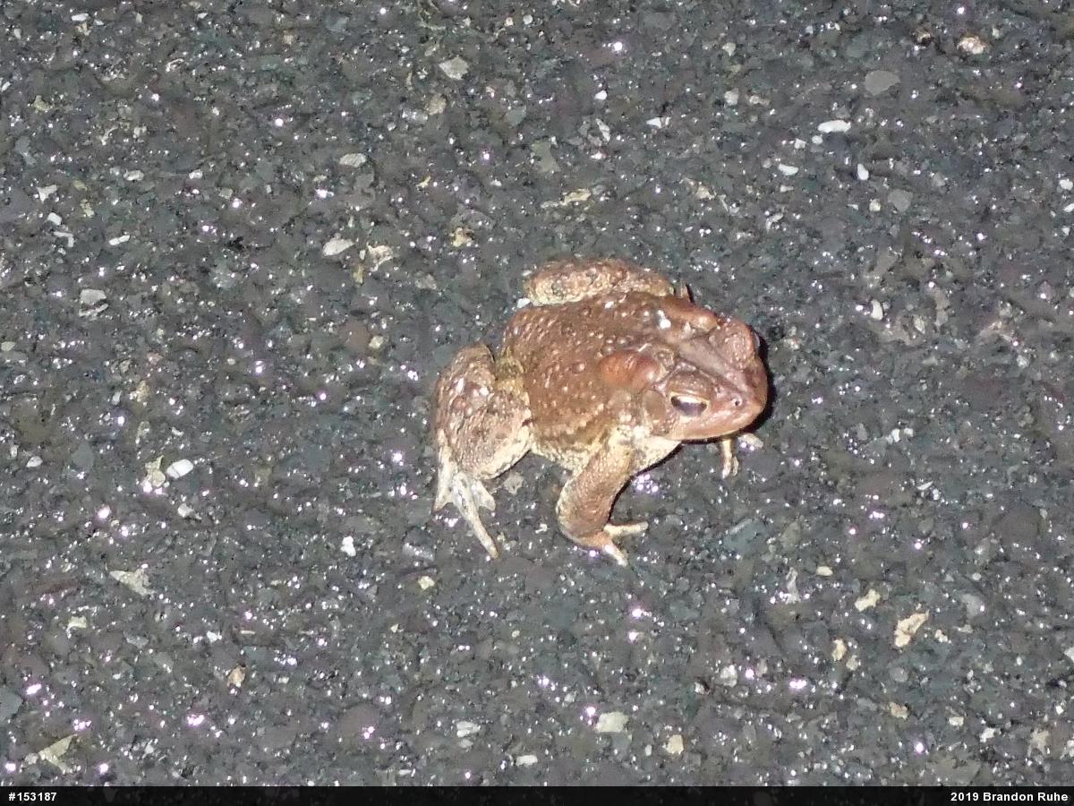 Eastern American Toad