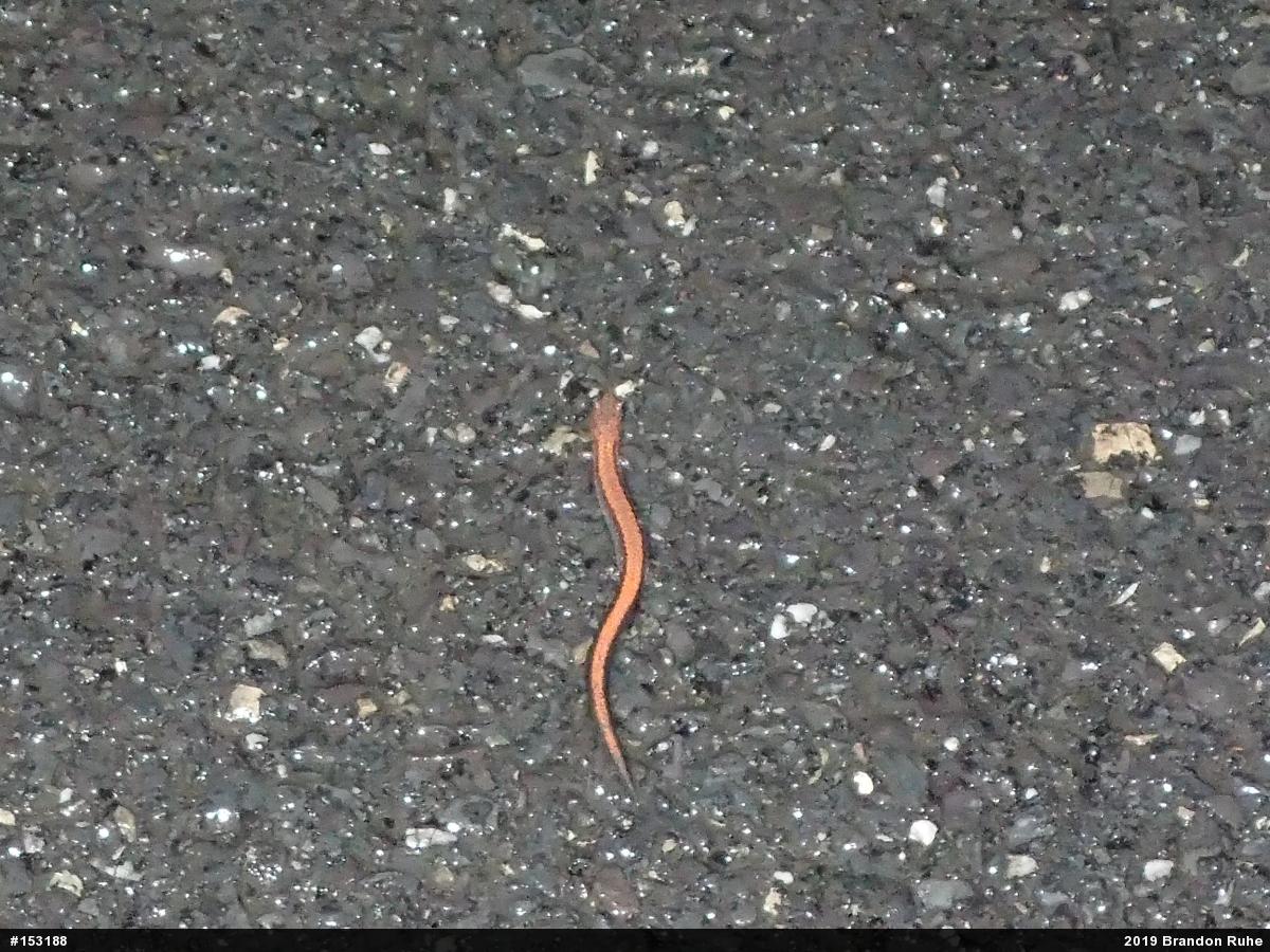 Eastern Red-backed  Salamander