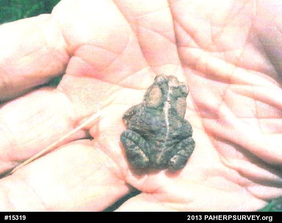 Eastern American Toad