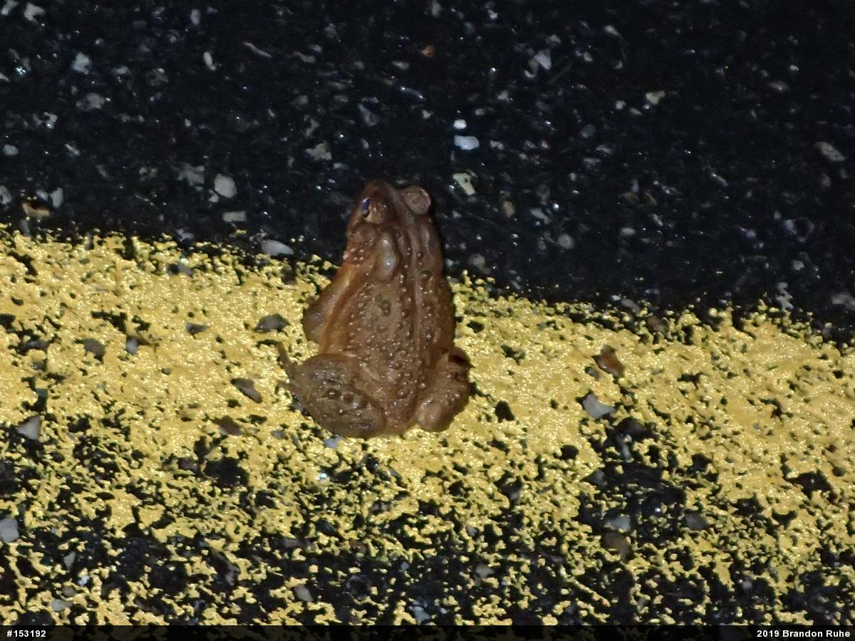 Eastern American Toad