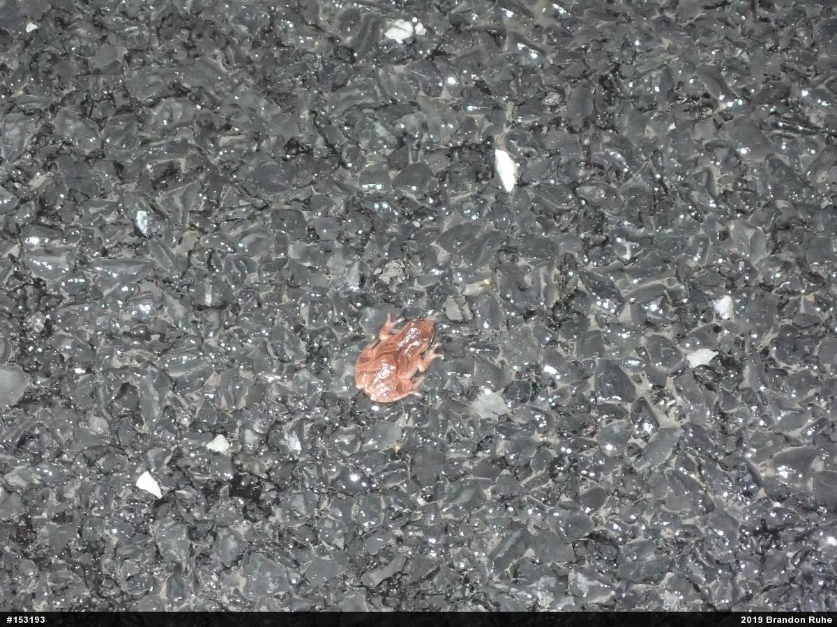 Spring Peeper