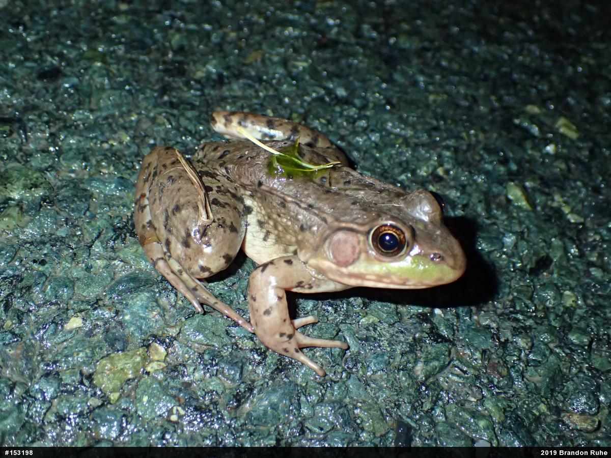 Green Frog