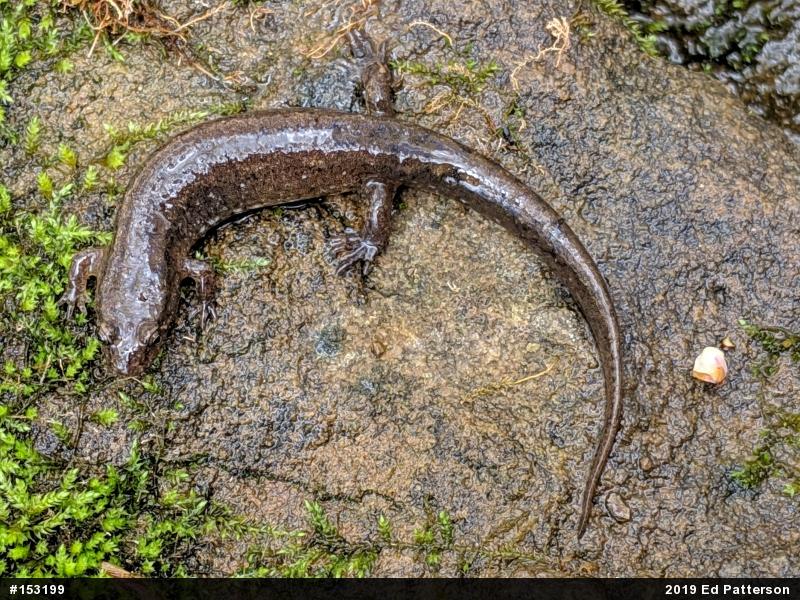 Northern Dusky Salamander