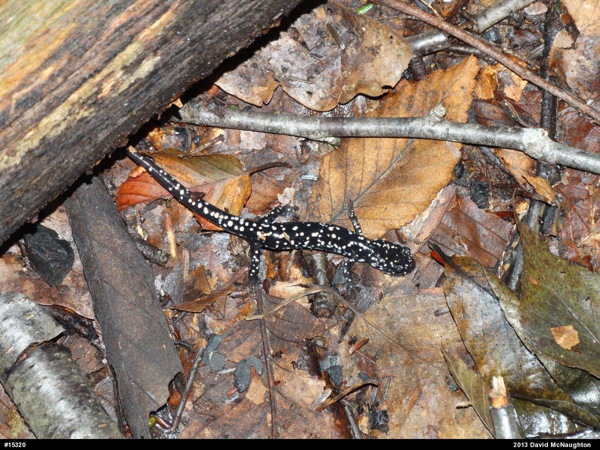 Northern Slimy Salamander