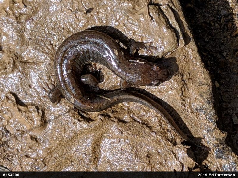 Northern Dusky Salamander