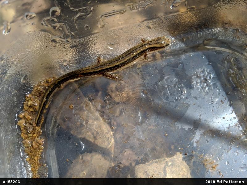 Northern Two-lined Salamander