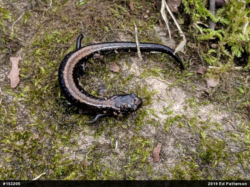 Eastern Red-backed  Salamander
