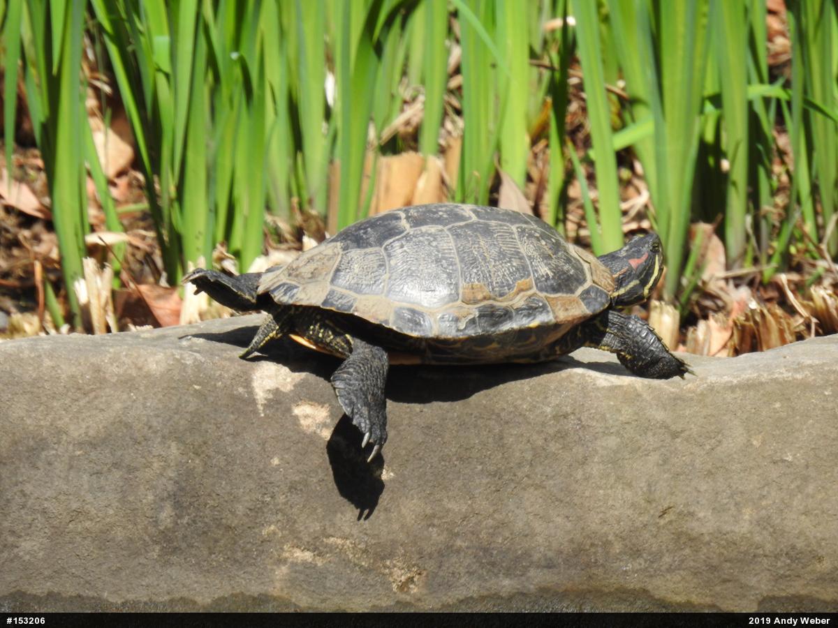 Red-eared Slider