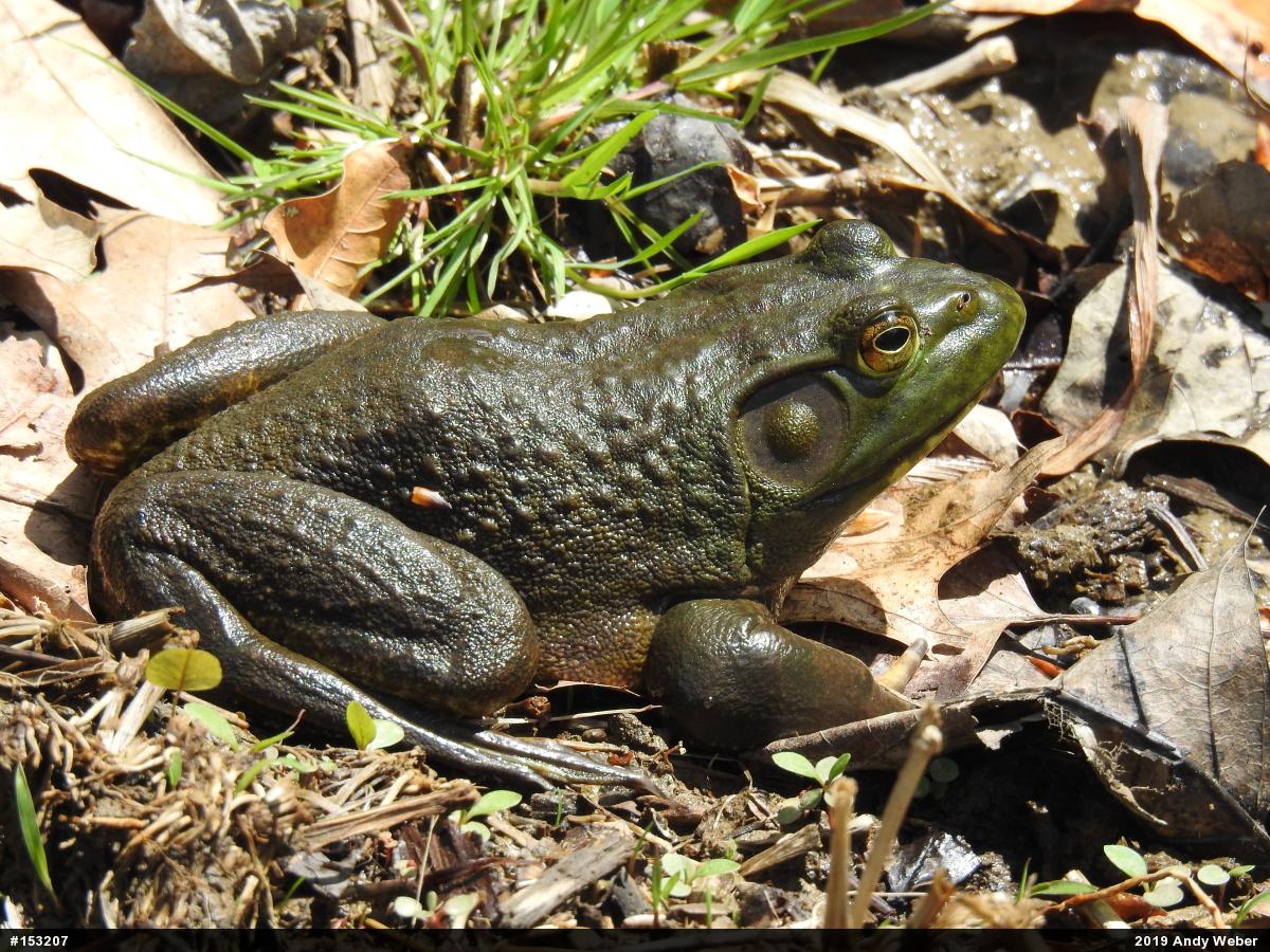 American Bullfrog