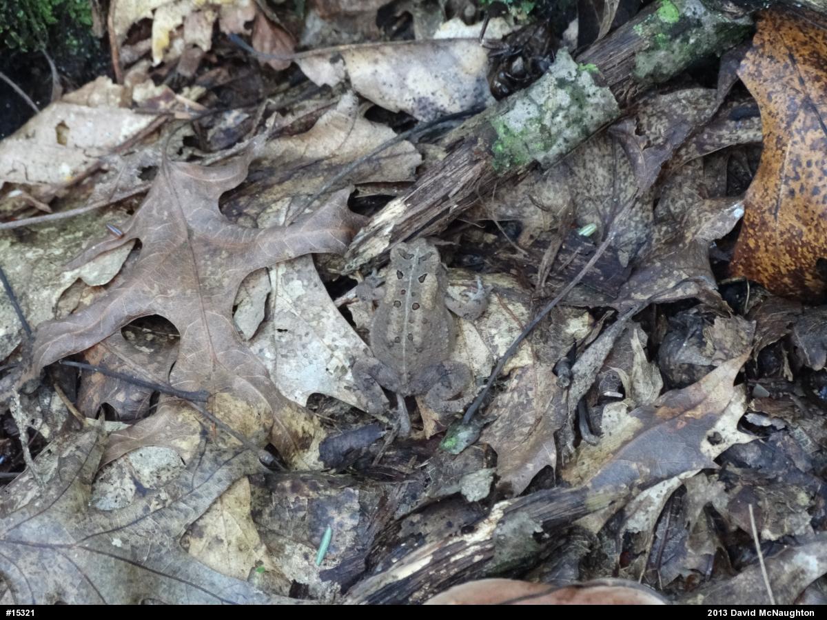 Eastern American Toad