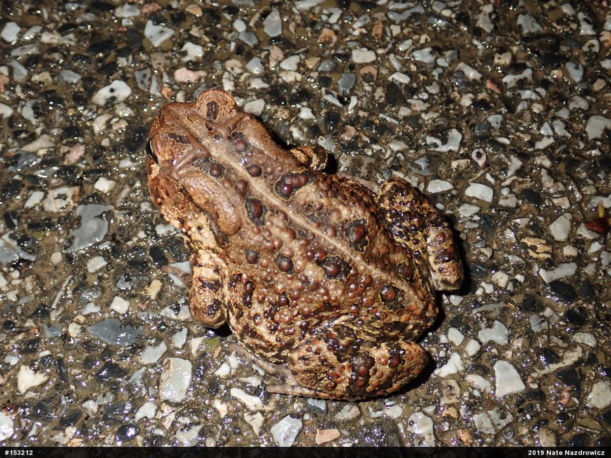 Eastern American Toad