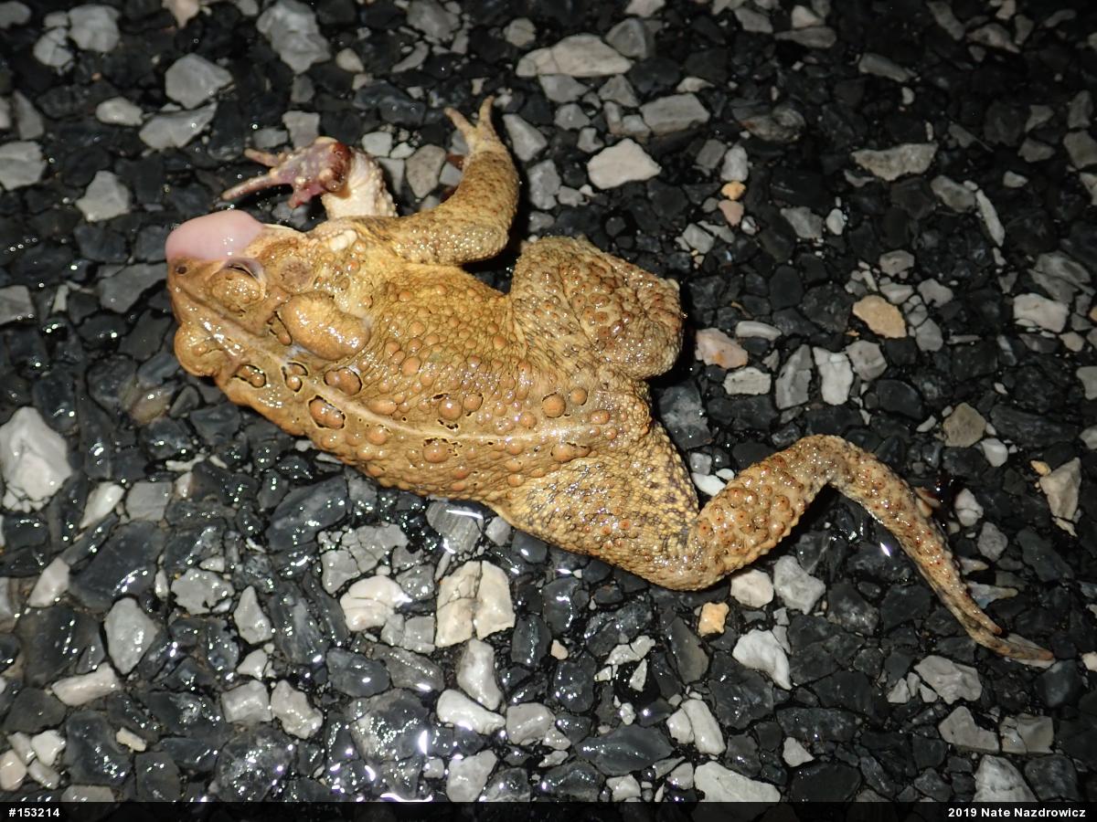 Eastern American Toad