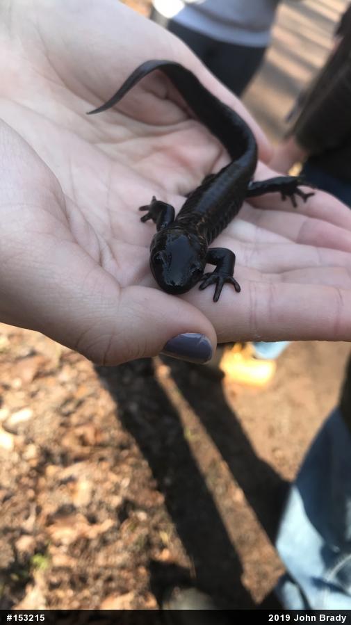 Jefferson Salamander