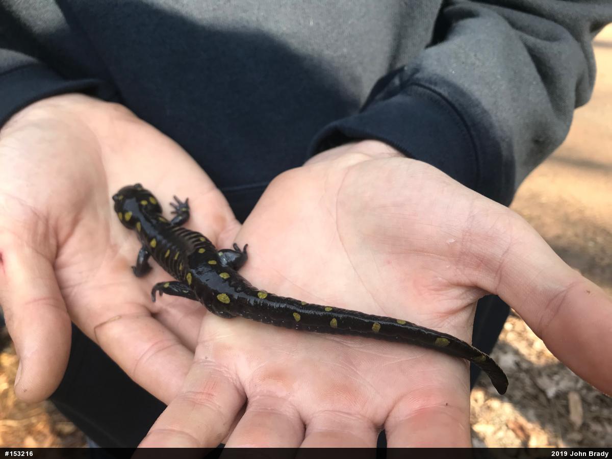 Spotted Salamander