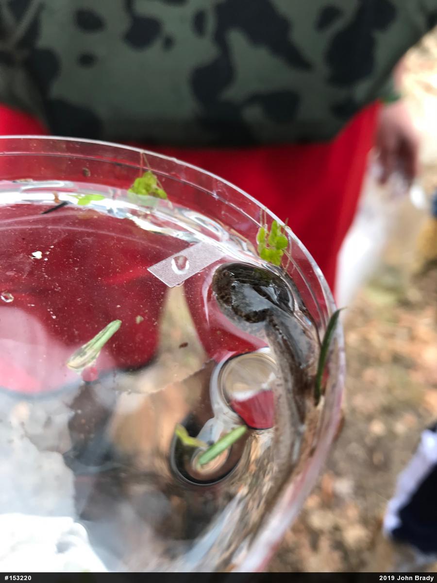 True Frogs