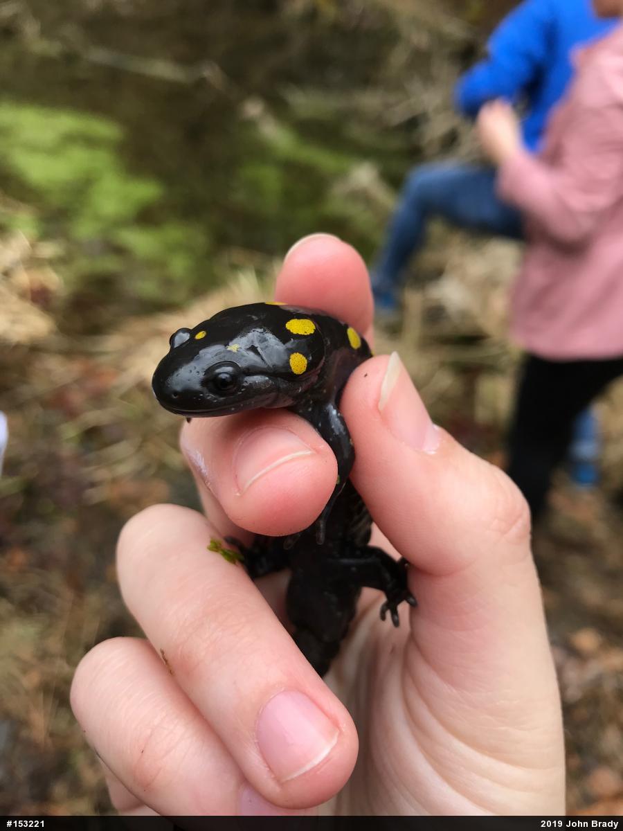 Spotted Salamander