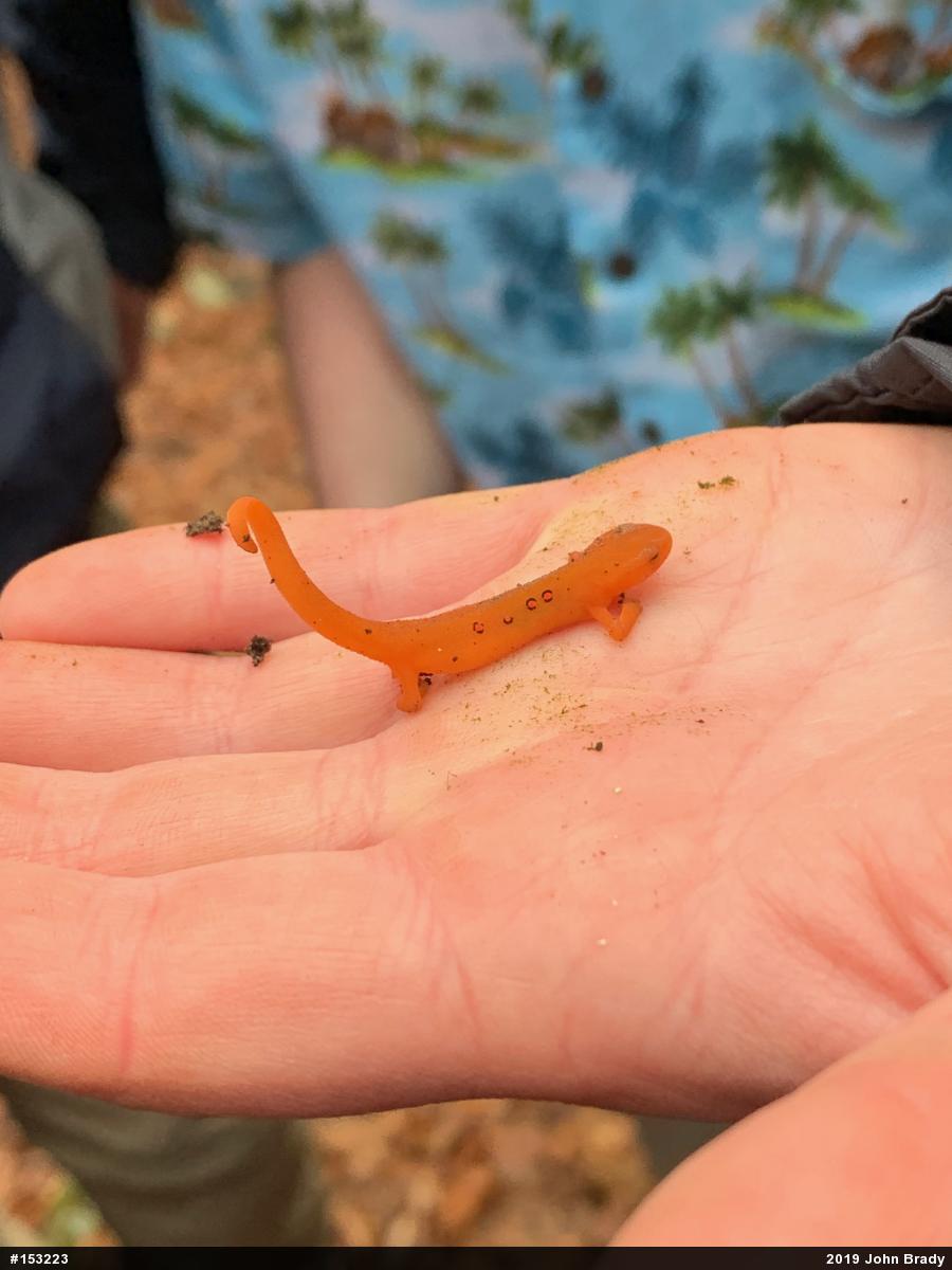 Red-spotted Newt