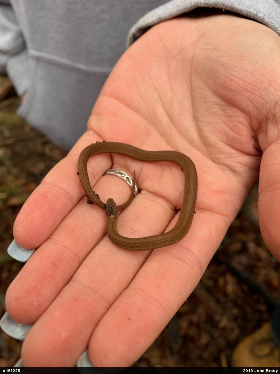 Red-bellied Snake