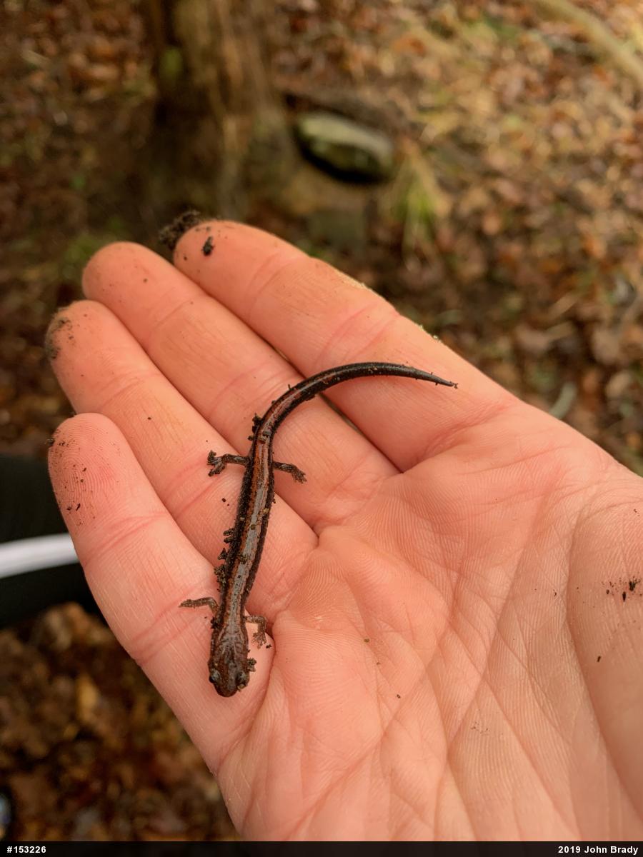 Eastern Red-backed  Salamander