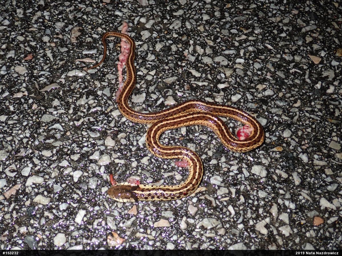 Eastern Gartersnake