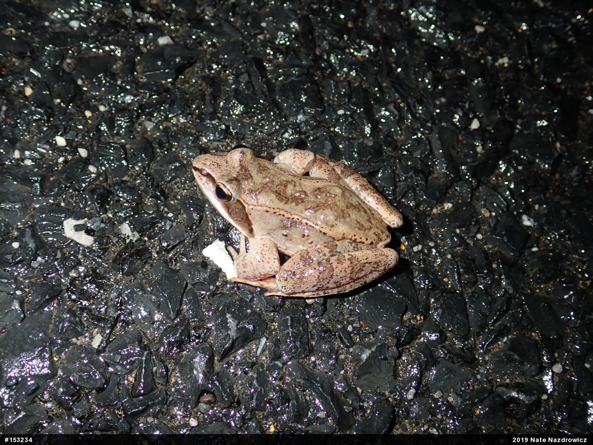 Wood Frog