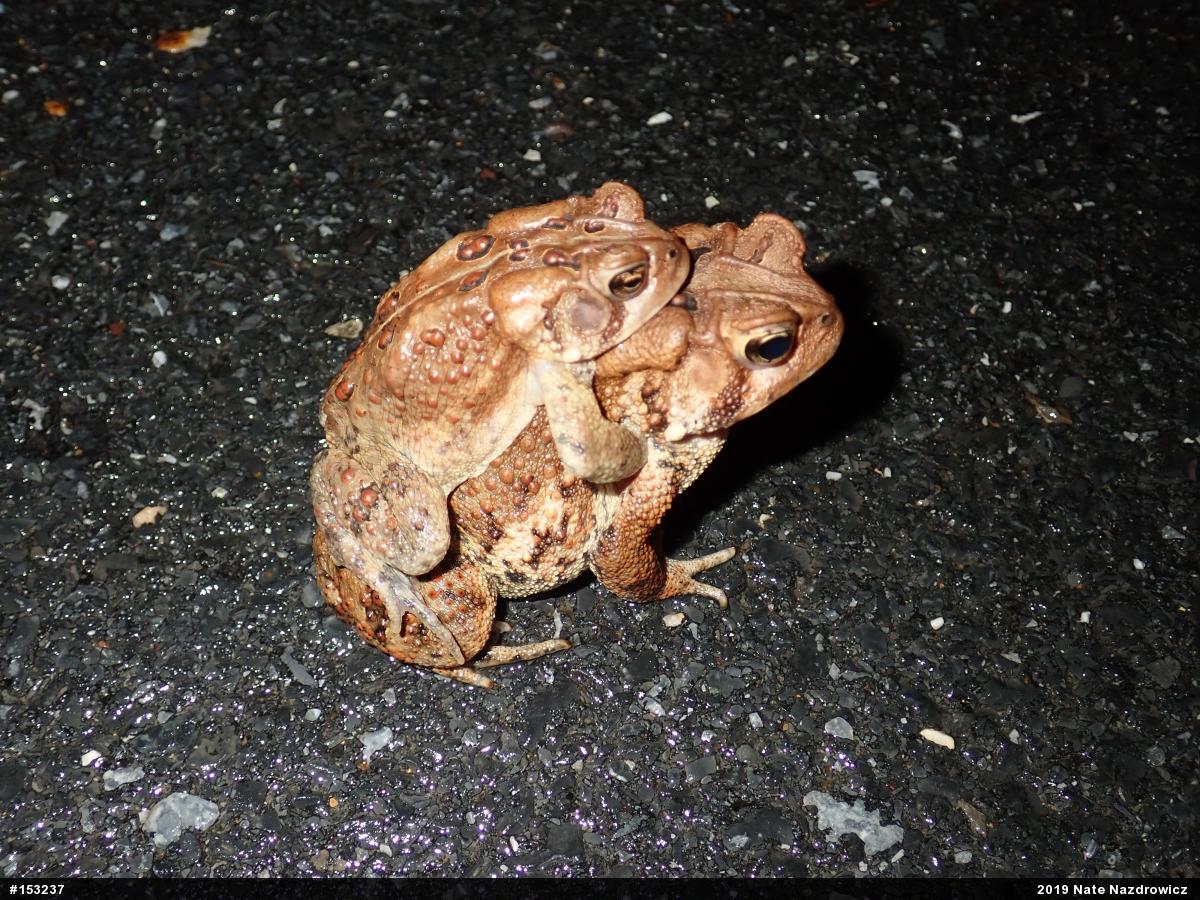 Eastern American Toad