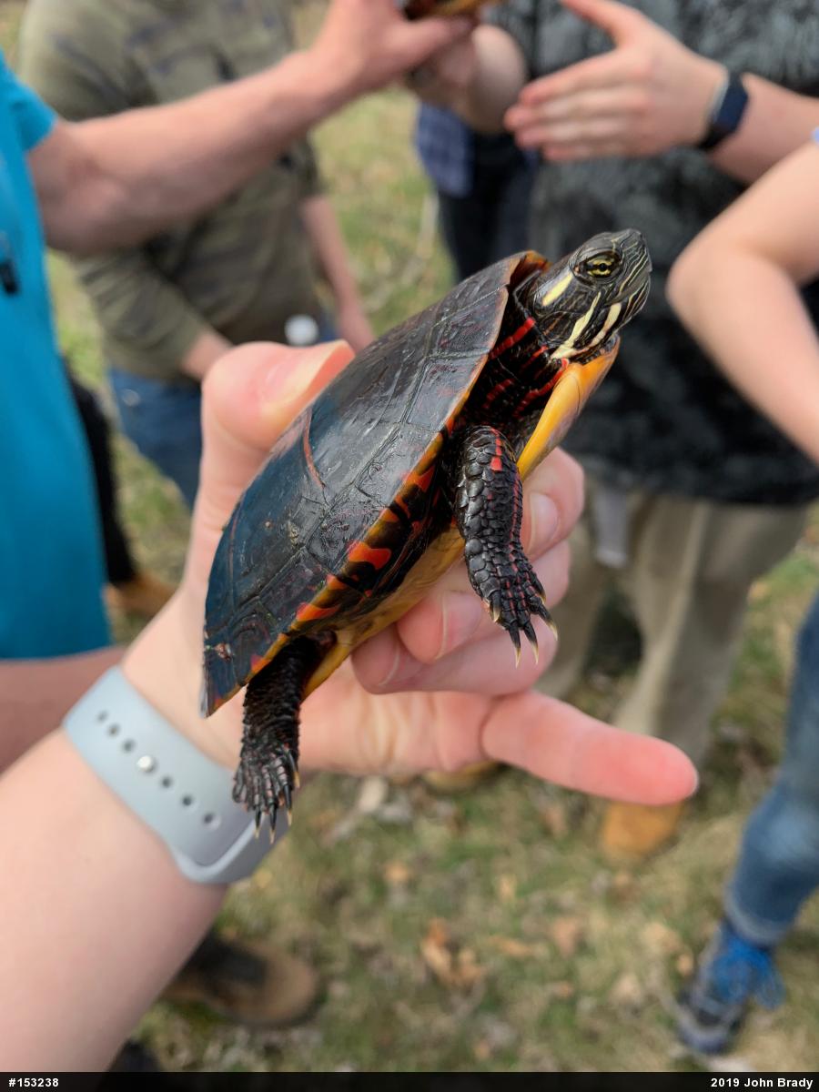 Painted Turtle