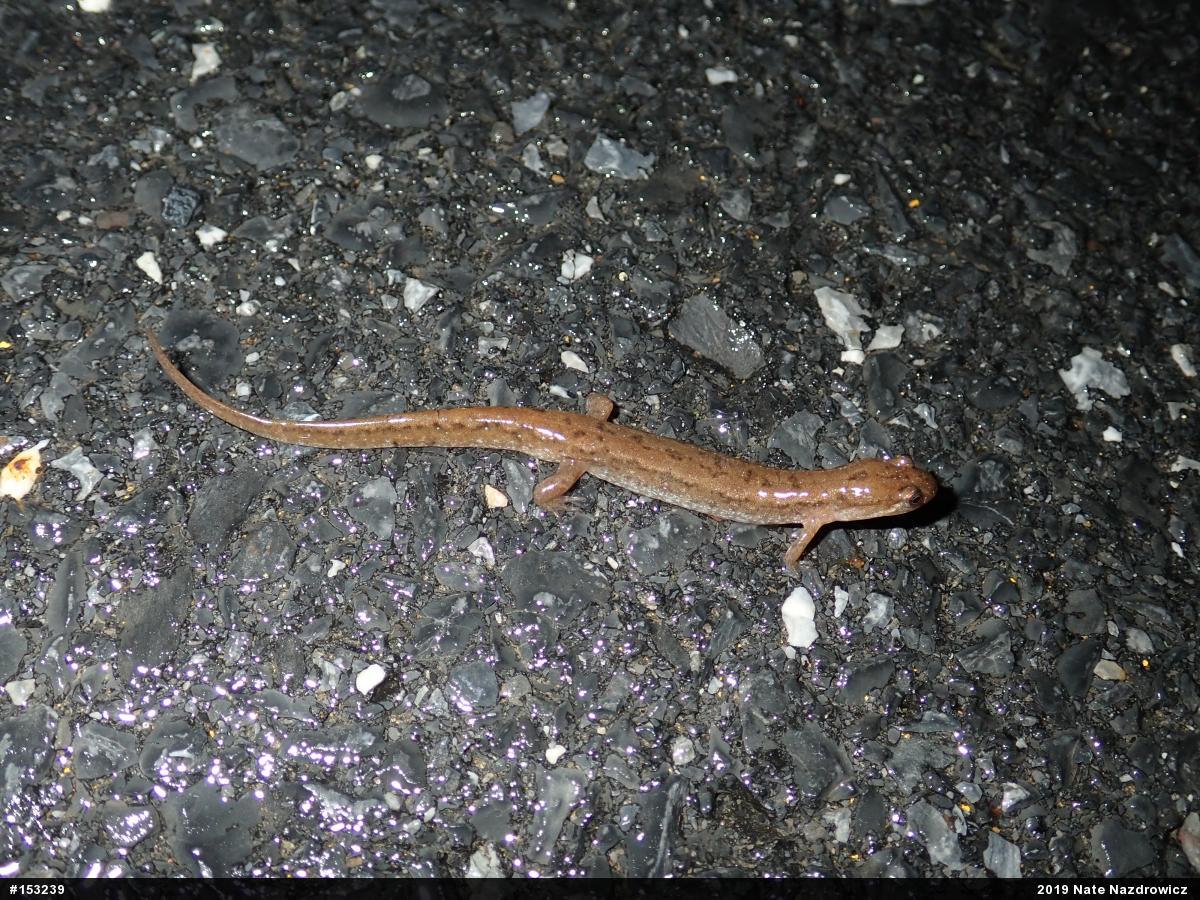 Northern Dusky Salamander