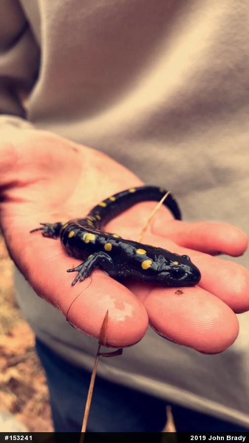 Spotted Salamander
