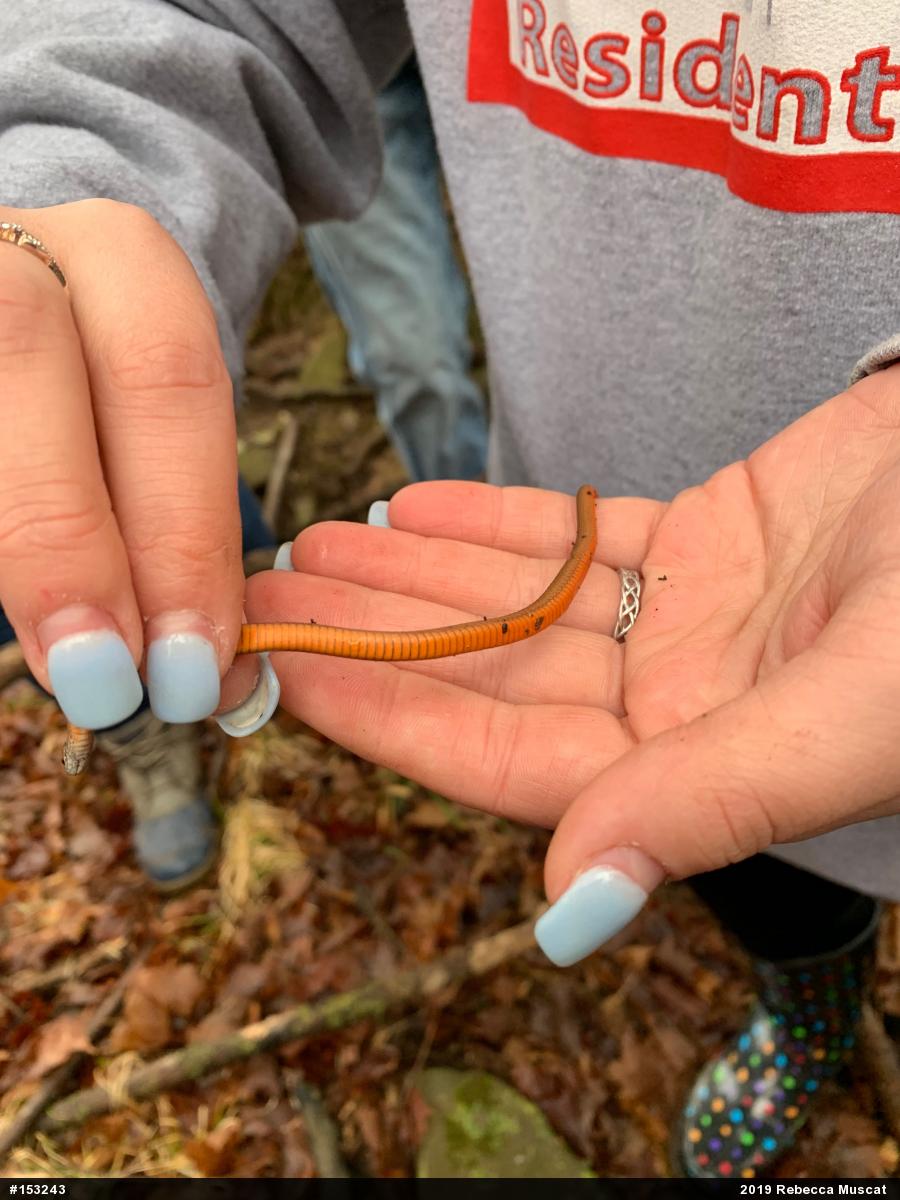 Red-bellied Snake