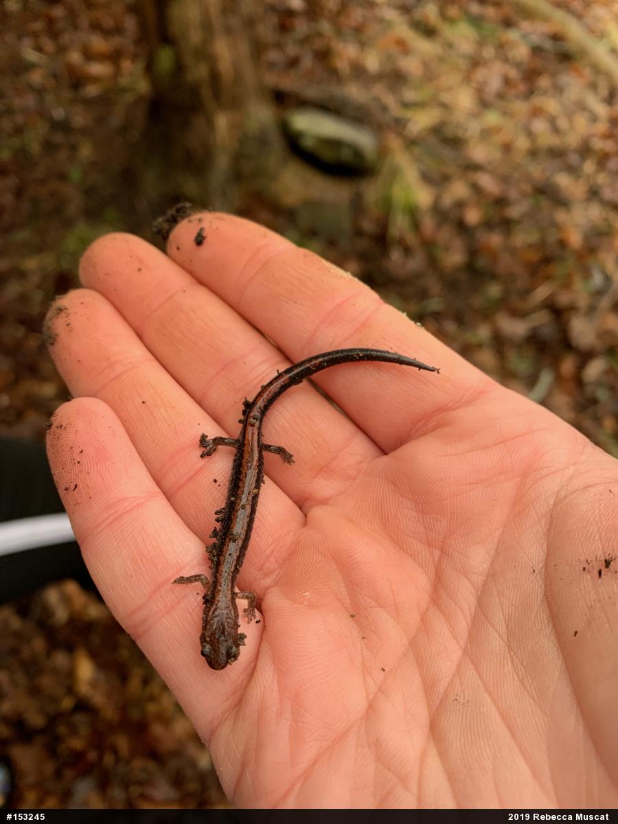 Eastern Red-backed  Salamander