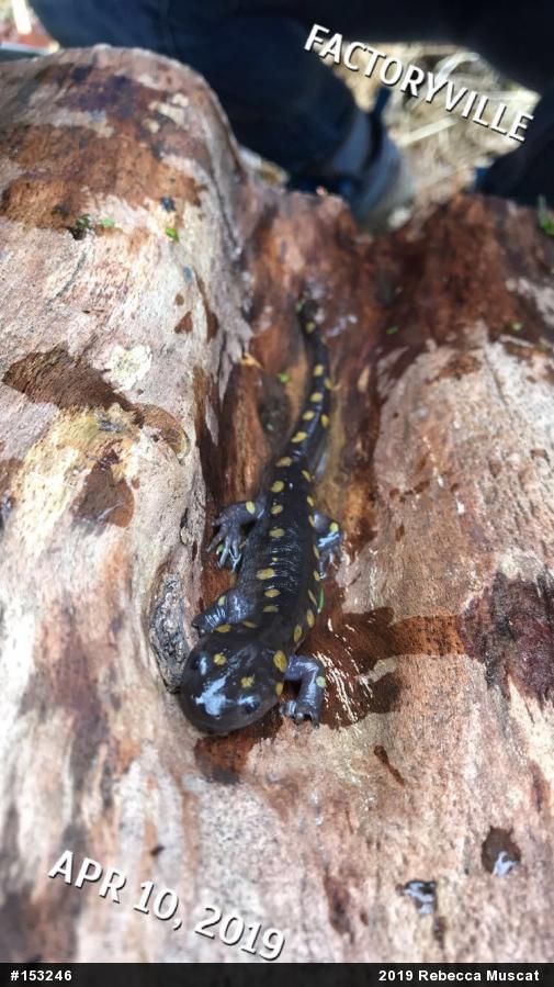 Spotted Salamander
