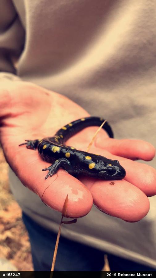 Spotted Salamander