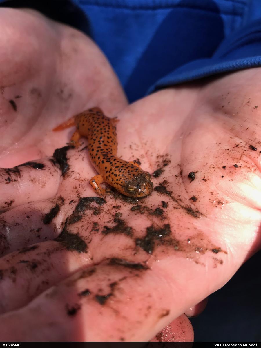 Northern Red Salamander