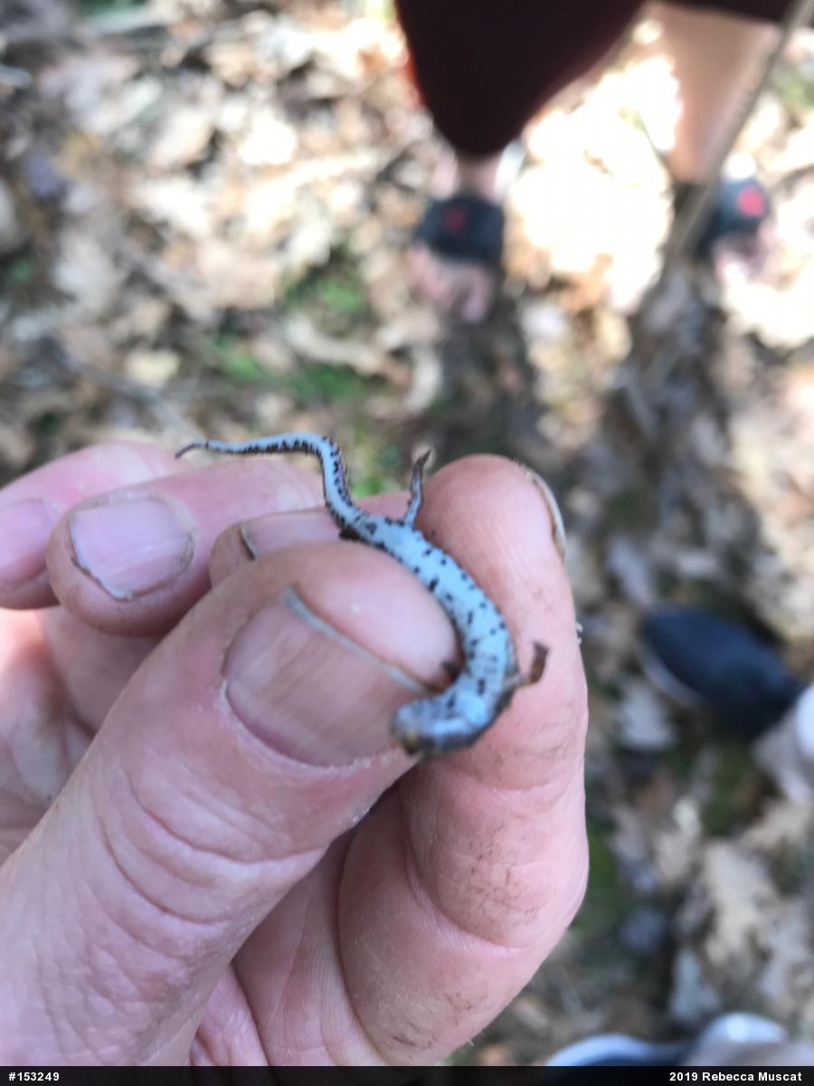 Four-toed Salamander