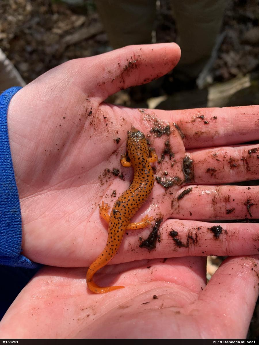 Northern Red Salamander