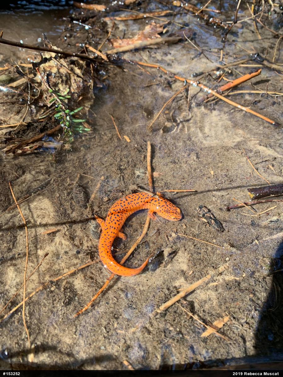 Northern Red Salamander