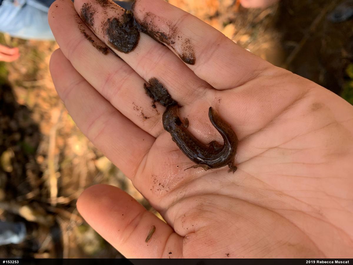 Northern Red Salamander