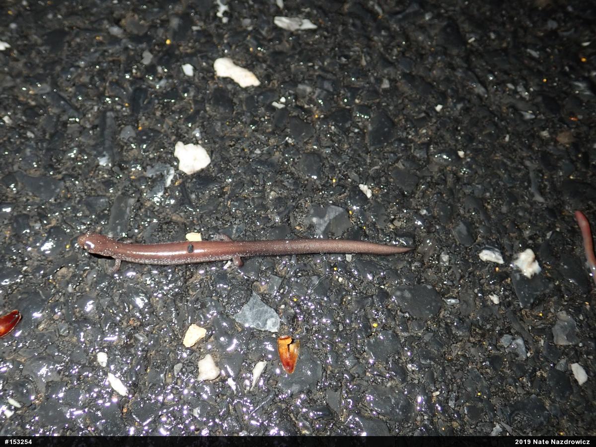 Eastern Red-backed  Salamander