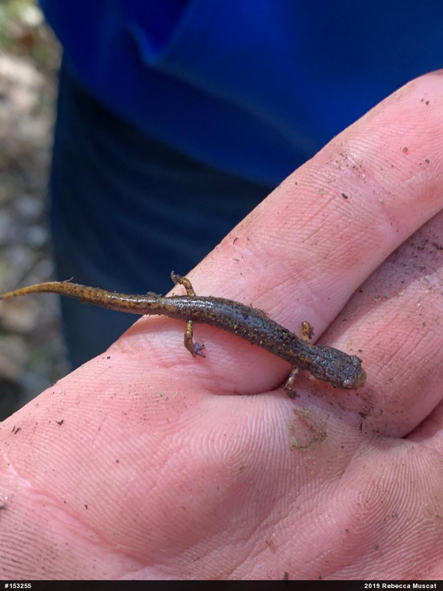 Four-toed Salamander