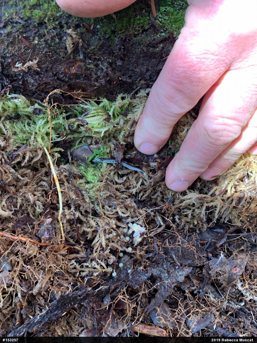 Four-toed Salamander