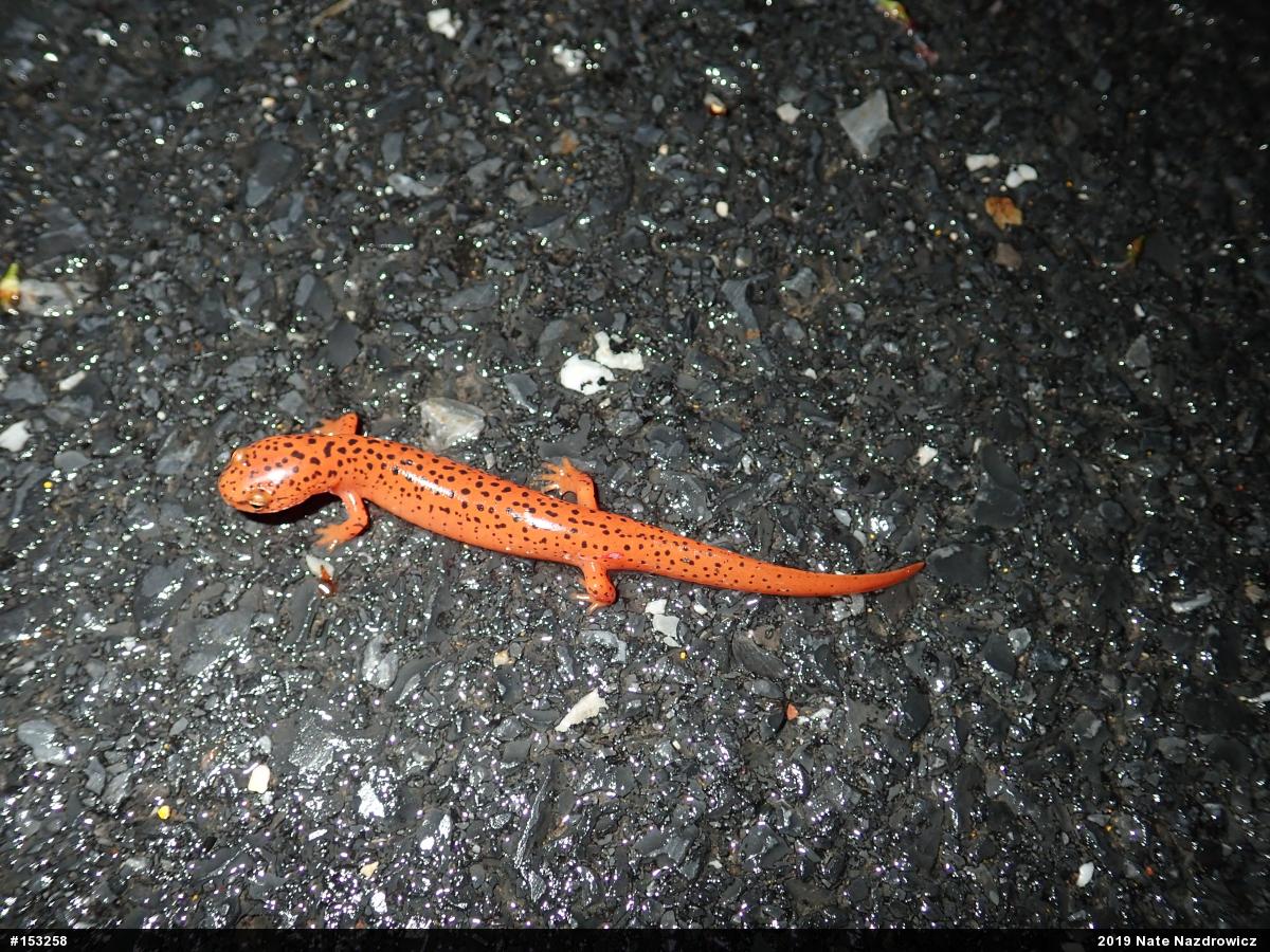 Northern Red Salamander
