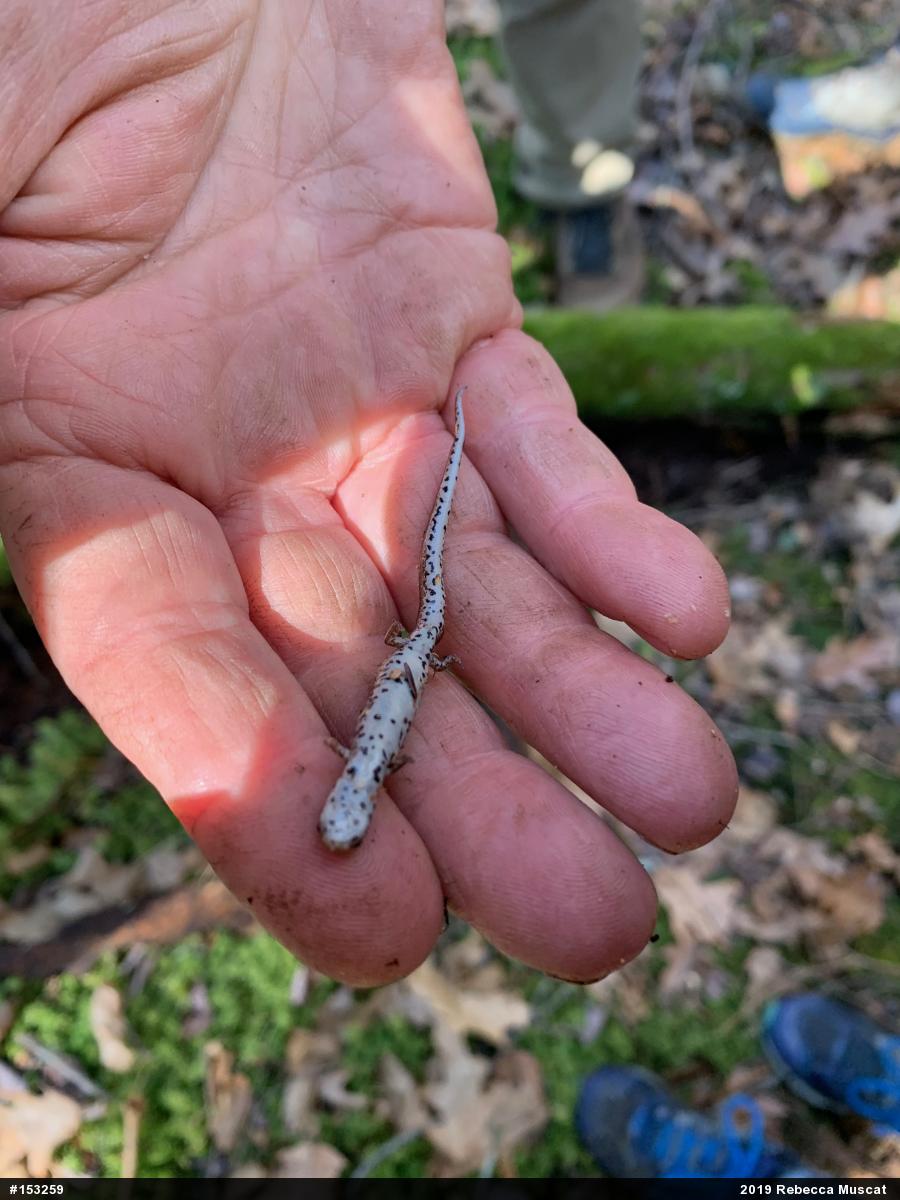 Four-toed Salamander