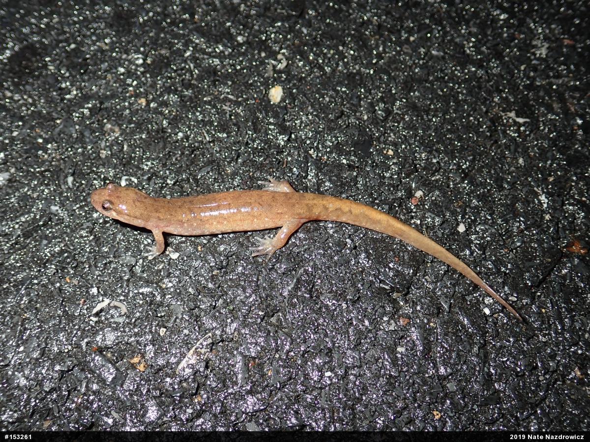 Northern Dusky Salamander