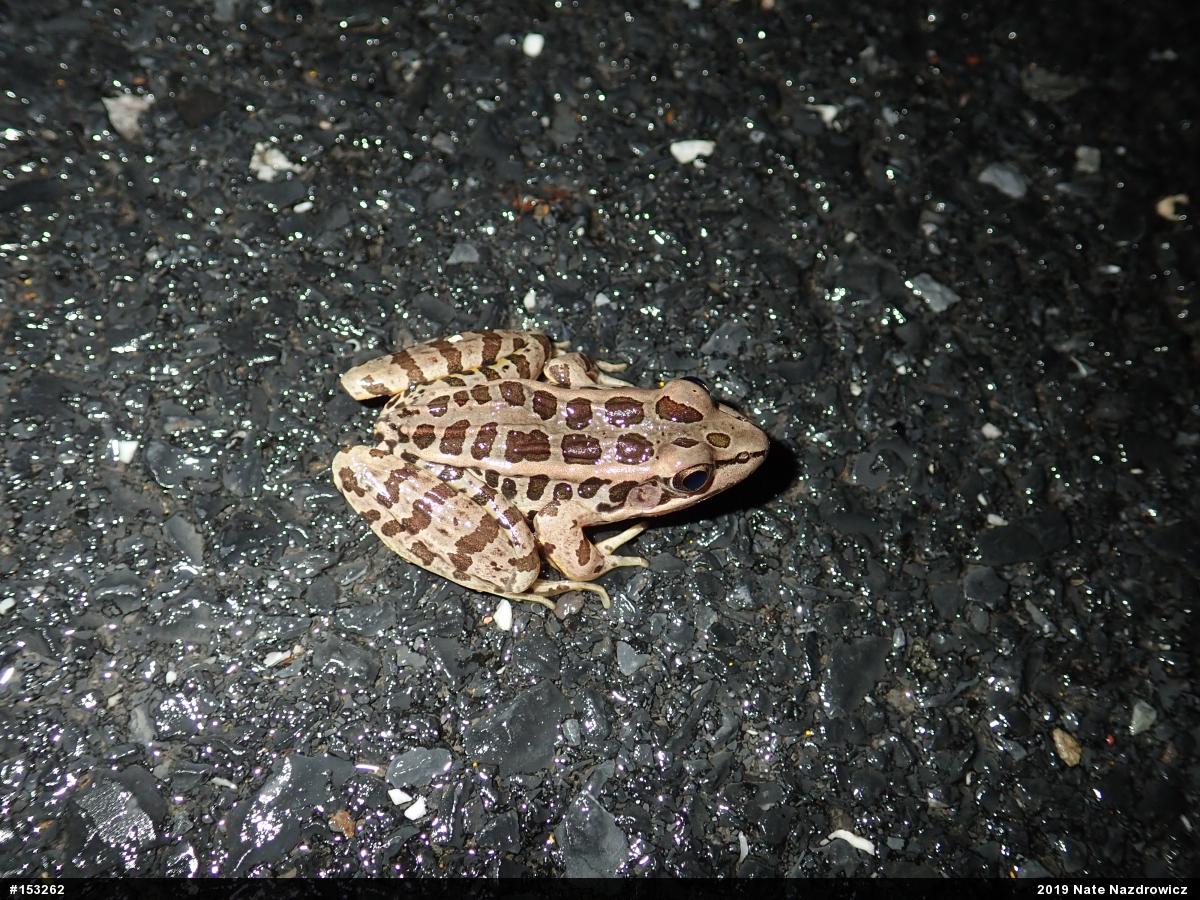 Pickerel Frog