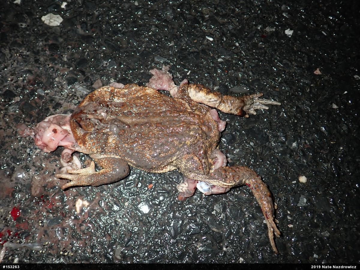 Eastern American Toad