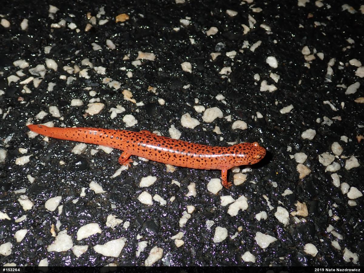 Northern Red Salamander